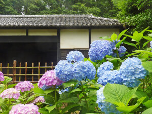 Hydrangea Macrophylla 'Blue Diamond'